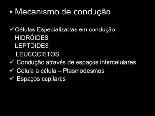 Mecanismo de condução Células Especializadas em condução HIDRÓIDES LEPTÓIDES LEUCOCISTOS Condução através de espaços intercelulares Célula a célula – Plasmodesmos Espaços capilares 
