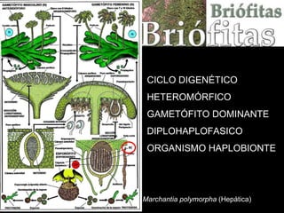 CICLO DIGENÉTICO HETEROMÓRFICO  GAMETÓFITO DOMINANTE DIPLOHAPLOFASICO ORGANISMO HAPLOBIONTE  Marchantia polymorpha  (Hepática) 