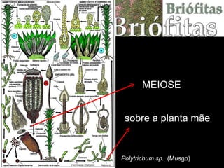 Polytrichum sp .  (Musgo) MEIOSE sobre a planta mãe 