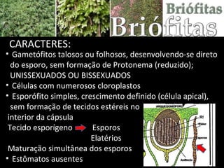 Gametófitos talosos ou folhosos, desenvolvendo-se direto do esporo, sem formação de Protonema (reduzido); UNISSEXUADOS OU BISSEXUADOS Células com numerosos cloroplastos  Esporófito simples, crescimento definido (célula apical), sem formação de tecidos estéreis no interior da cápsula Tecido esporígeno  Esporos  Elatérios Maturação simultânea dos esporos Estômatos ausentes CARACTERES: 