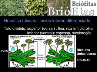 Hepática talosas : tecido interno diferenciado Talo dividido: superior (dorsal) : fina, rica em clorofila  Inferior (ventral): espessa, s/coloração Rizóides Unicelulares ESCAMAS PORO 