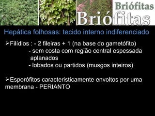 Hepática folhosas: tecido interno indiferenciado Filídios : - 2 fileiras + 1 (na base do gametófito) - sem costa com região central espessada aplanados - lobados ou partidos (musgos inteiros) Esporófitos caracteristicamente envoltos por uma membrana - PERIANTO 