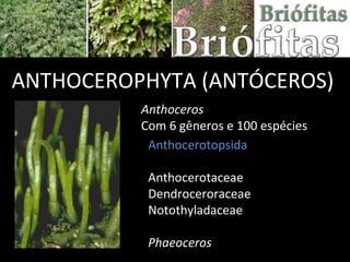 ANTHOCEROPHYTA (ANTÓCEROS) Anthoceros  Com 6 gêneros e 100 espécies Anthocerotopsida Anthocerotaceae Dendroceroraceae Notothyladaceae Phaeoceros   