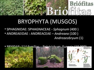 BRYOPHYTA (MUSGOS) SPHAGNIDAE: SPHAGNACEAE -  Sphagnum  (400 )  ANDREAEIDAE : ANDREACEAE –  Andreaea  (100 ) Andreaeobryum  (1)  BRYIDAE: 114 famílias – Polytrichum, Funaria (10.000)  