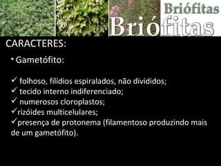 Gametófito: folhoso, filídios espiralados, não divididos; tecido interno indiferenciado; numerosos cloroplastos;  rizóides multicelulares;  presença de protonema (filamentoso produzindo mais de um gametófito). CARACTERES: 