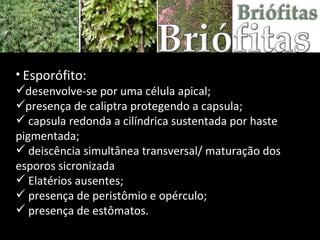 Esporófito:  desenvolve-se por uma célula apical;  presença de caliptra protegendo a capsula; capsula redonda a cilíndrica sustentada por haste pigmentada; deiscência simultânea transversal/ maturação dos esporos sicronizada Elatérios ausentes; presença de peristômio e opérculo; presença de estômatos. 