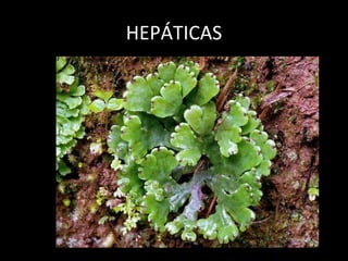 HEPÁTICAS 