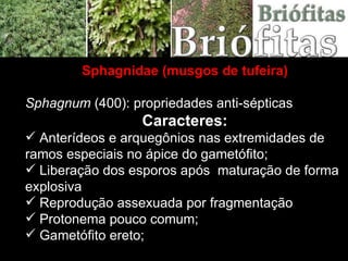 Sphagnidae (musgos de tufeira) Sphagnum  (400): propriedades anti-sépticas Caracteres: Anterídeos e arquegônios nas extremidades de ramos especiais no ápice do gametófito; Liberação dos esporos após  maturação de forma explosiva Reprodução assexuada por fragmentação Protonema pouco comum; Gametófito ereto; 