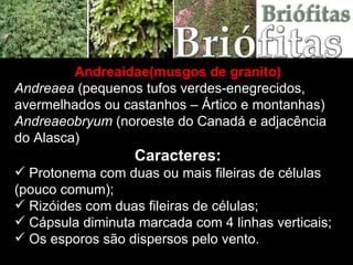 Andreaidae(musgos de granito) Andreaea  (pequenos tufos verdes-enegrecidos, avermelhados ou castanhos – Ártico e montanhas)   Andreaeobryum  (noroeste do Canadá e adjacência do Alasca) Caracteres: Protonema com duas ou mais fileiras de células (pouco comum); Rizóides com duas fileiras de células; Cápsula diminuta marcada com 4 linhas verticais; Os esporos são dispersos pelo vento. 