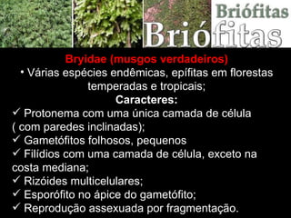 Bryidae (musgos verdadeiros) Várias espécies endêmicas, epífitas em florestas temperadas e tropicais; Caracteres: Protonema com uma única camada de célula  ( com paredes inclinadas); Gametófitos folhosos, pequenos Filídios com uma camada de célula, exceto na costa mediana; Rizóides multicelulares; Esporófito no ápice do gametófito; Reprodução assexuada por fragmentação. 