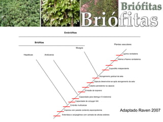 f Adaptado Raven 2007 Hepáticas Antóceros Musgos Plantas vasculares Anterídeos e arquegônios com camada de células estéreis Esporos com parede contendo esporopolenina Embrião multicelular Capacidade de conjugar AIA Capacidade para distinguir D-metionina Emissão de isopreno Caliptra persistente na cápsula Cápsula desenvolve-se após alongamento da seta Alongamento gradual da seta Esporófito independente Xilema e floema verdadeiros Lignina verdadeira Briófitas Embriófitas 