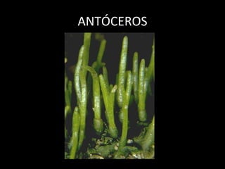 ANTÓCEROS 