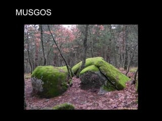 MUSGOS 