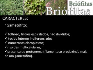 Briofitas
