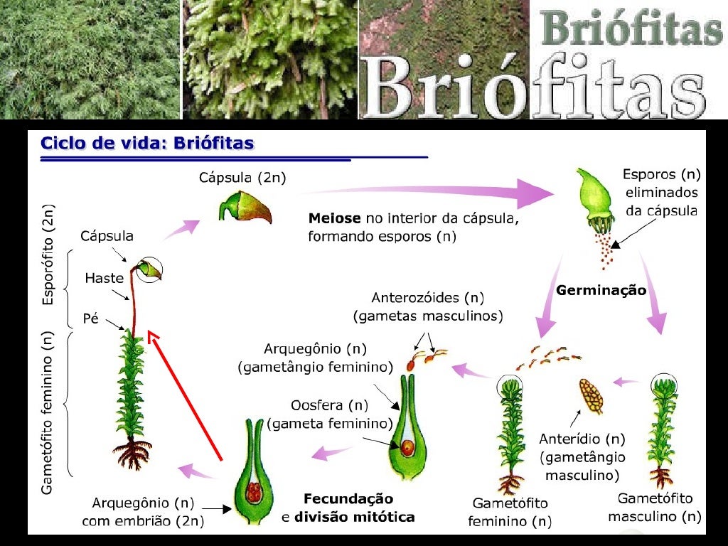 Briofitas