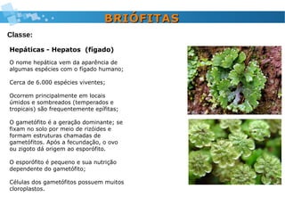 Hepáticas - Hepatos (fígado)
O nome hepática vem da aparência de
algumas espécies com o fígado humano;
Cerca de 6.000 espécies viventes;
Ocorrem principalmente em locais
úmidos e sombreados (temperados e
tropicais) são frequentemente epífitas;
O gametófito é a geração dominante; se
fixam no solo por meio de rizóides e
formam estruturas chamadas de
gametófitos. Após a fecundação, o ovo
ou zigoto dá origem ao esporófito.
O esporófito é pequeno e sua nutrição
dependente do gametófito;
Células dos gametófitos possuem muitos
cloroplastos.
BRIÓFITASBRIÓFITAS
Classe:
 