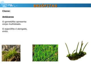 Antóceros
O gametófito apresenta
corpo multilobado.
O esporófito é alongado,
ereto.
BRIÓFITASBRIÓFITAS
Classe:
 