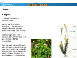 Musgos
O gametófito cresce
verticalmente.
Possui um eixo ereto
principal - CAULOIDE de
onde partem os filoides
Além do rizoide e do filoide.
Nesse grupo estão os
musgos de turfeira, que têm
grande importância
econômica.
Eles forma a turfa, utilizada
no melhoramento da textura
e da capacidade de retenção
de água nos solos. Podendo,
ainda, depois de seca ser
utilizada como combustível.
BRIÓFITASBRIÓFITAS
Classe:
 
