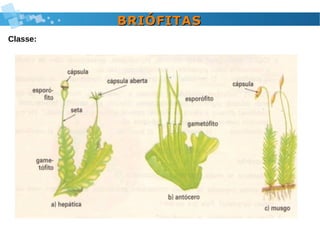 BRIÓFITASBRIÓFITAS
Classe:
 