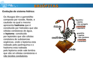 Os Musgos têm o gametófito
composto por rizoide, filoide, e
cauloide na qual o mesmo
apresenta hadroma que é
constituído por hidroides que são
células condutoras de água,
e leptoma constituído
por leptoides que são células
condutora de substancias
orgânicas, onde o leptoma esta
rodeado pelo parênquima e o
hadroma esta rodeada
pelo leptoma onde vale lembra
que são só células condutoras e
não tecidos condutores.
BRIÓFITASBRIÓFITAS
Evolução do sistema hídrico:
 