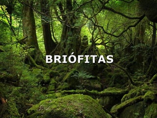 BRIÓFITASBRIÓFITAS
 