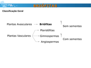 Pteridófitas
Gimnospermas
Angiospermas
Sem sementes
Com sementes
Plantas Vasculares
Plantas Avasculares Briófitas
BRIÓFITASBRIÓFITAS
Classificação Geral
 