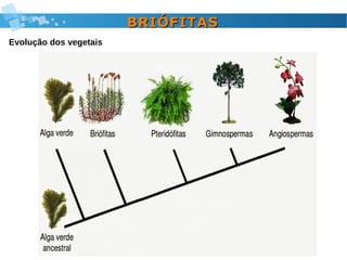 BRIÓFITASBRIÓFITAS
Evolução dos vegetais
 