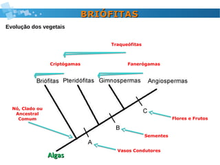 AlgasAlgas
Criptógamas Fanerógamas
Traqueófitas
Nó, Clado ou
Ancestral
Comum
Vasos Condutores
Sementes
Flores e Frutos
BRIÓFITASBRIÓFITAS
Evolução dos vegetais
 