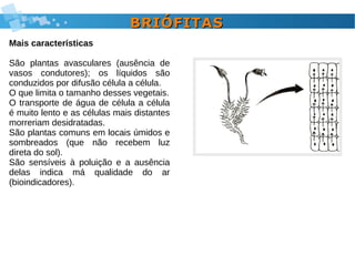 BRIÓFITASBRIÓFITAS
Mais características
São plantas avasculares (ausência de
vasos condutores); os líquidos são
conduzidos por difusão célula a célula.
O que limita o tamanho desses vegetais.
O transporte de água de célula a célula
é muito lento e as células mais distantes
morreriam desidratadas.
São plantas comuns em locais úmidos e
sombreados (que não recebem luz
direta do sol).
São sensíveis à poluição e a ausência
delas indica má qualidade do ar
(bioindicadores).
 