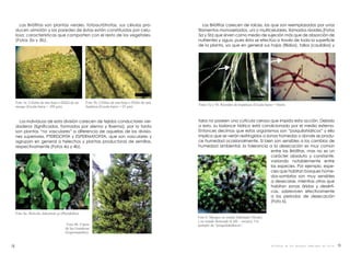 Las Briófitas son plantas verdes, fotoautótrofas, sus células pro-
ducen almidón y las paredes de éstas están constituidas por celu-
losa; características que comparten con el resto de los vegetales.
(Fotos 3a y 3b).
Foto 3a. Células de una hoja o filidio de un
musgo (Escala barra = 100 µm).
Foto 4a. Helecho Adiantum sp (Pteridofita).
Los individuos de esta división carecen de tejidos conductores ver-
daderos (lignificados, formados por xilema y floema), por lo tanto
son plantas “no vasculares” a diferencia de aquellas de las divisio-
nes superiores, PTERIDOFITA y ESPERMATOFITA, que son vasculares y
agrupan en general a helechos y plantas productoras de semillas,
respectivamente (Fotos 4a y 4b).
19
Foto 3b. Células de una hoja o filidio de una
hepática (Escala barra = 25 µm).
Foto 4b. Ciprés
de las Guaitecas
(Espermatofito).
18
Las Briófitas carecen de raíces, las que son reemplazadas por unos
filamentos monoseriados, uni o multicelulares, llamados rizoides,(Fotos
5a y 5b) que sirven como medio de sujeción más que de absorción de
nutrientes y agua, pues ésta se efectúa a través de toda la superficie
de la planta, ya que en general sus hojas (filidios), tallos (caulidios) y
talos no poseen una cutícula cerosa que impida esta acción. Debido
a esto, su balance hídrico está condicionado por el medio externo.
Entonces decimos que estos organismos son “poiquilohídricos” y ello
implica que se verán restringidos a zonas húmedas o donde se produ-
ce humedad ocasionalmente. Si bien son sensibles a los cambios de
humedad ambiental, la tolerancia a la desecación es muy común
entre las Briófitas, mas no es un
carácter absoluto y constante,
variando notablemente entre
las especies. Por ejemplo, espe-
cies que habitan bosques húme-
dos-sombríos son muy sensibles
a desecarse, mientras otras que
habitan zonas áridas y desérti-
cas, sobreviven efectivamente
a los periodos de desecación
(Foto 6).
Fotos 5a y 5b. Rizoides de hepáticas (Escala barra = 5mm).
Foto 6. Musgos en estado hidratado (Verde)
y en estado desecado (Café – oscuro). Un
ejemplo de “poiquilohídricos”.
Briófitas de los Bosques Templados de Chile
 