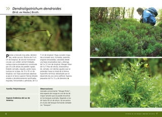 Plantas a menudo muy altas, dendroi-
des, verde oscuras. Rizoma de 3 a 4
cm de longitud, de sección transversal
circular, con cordón central trilobado,
corteza interna (endodermis) constituida
por 25 a 28 células de paredes rígidas.
Estípite carinado, erguido, pardo rojizo,
lustroso en la base, de 15 a 35 cm de
longitud, con hojas escamosas adpresas
al eje en el tercio superior. Ramas distales
simples o dicotómicamente ramificadas,
erguidas, horizontales o péndulas, de 3 a
7 cm de longitud. Hojas curvado crispa-
das al estado seco, húmedas, patentes,
angosto lanceoladas, subuladas desde
una base envainadora oval u oblonga,
de 5 a 12 mm de longitud. Margen foliar
de 4 a 5 filas de células, briestratifica-
do, serrado, con dientes agudos que se
extienden hasta la mitad de la lámina.
Esporofito terminal, lateralizado por el
desarrollo de una rama subfloral. Esporas
pequeñas de 9 a 15 µ de diámetro.
47
Observaciones:
Llamado comúnmente “Musgo Pinito”,
esta especie de musgo es una de las de
mayor tamaño que se puede encontrar
en los bosques australes, llegando a me-
dir hasta 50 cm de altura. Se encuentra
en el piso del bosque formando verdade-
ros “bosques”.
Familia: Polytrichaceae
Dendroligotrichum dendroides
(Brid. ex Hedw.) Broth.
46 Briófitas de los Bosques Templados de Chile
Especie Endémica del sur de
América
 