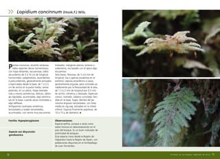 Plantas monoicas, amarillo verdosas;
tallos repentes denso tormentosos,
con hojas distantes, escuarrosas, tallos
secundarios de 3 a 10 cm de longitud,
horizontales, subpéndulos, ascendentes
o precumbentes, generalmente pinnados
o bipinnados desde la base, de 1 a 2,5
cm de ancho en la parte media; ramas
patentes, en un plano. Hojas laterales
más o menos asimétricas, dísticas, oblon-
go–liguladas, acuminadas, algo ventrico-
sas en la base, cuando secas contraidas y
algo deflexas.
Anfigastrios caulinares simétricos,
lanceolados a ovado–lanceolados,
acuminados, con nervio muy excurrente,
limbados, márgenes planos, enteros o
subenteros, los basales con el ápice algo
escuarroso.
Seta breve, flexuosa, de 3 a 6 mm de
longitud, lisa o apenas escabrosa en el
extremo; cápsula amarillenta a rojiza,
generalmente erguida, pero inclinada va-
riablemente por la flexuosidad de la seta,
de 1,5 a 2 mm de longitud por 0.5 mm
de ancho, cilíndrica u obovada. Opérculo
cónico, rostrado; caliptra cumulada, hen-
dida en la base, fugaz, dientes del pe-
ristoma angosto–lanceolados, con línea
media en zig-zag, estriados en la mitad
inferior. Esporas finamente papilosas, de
10 a 15 µ de diámetro.
59
Observaciones:
Especie epífita, aunque a veces crece
sobre troncos en descomposición en el
piso del bosque. Es un buen indicador de
pristinidad de bosques.
Esta especie crece desde la Región de
Valparaíso hasta la Región de Aysén, con
poblaciones disyuntas en el Archipiélago
de Juan Fernández.
Familia: Hypopterygiaceae
Especie con disyunción
gondwanica
Lopidium concinnum (Hook.F.) Wils.
58 Briófitas de los Bosques Templados de Chile
 