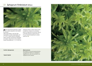 Plantas típicamente pequeñas y delga-
das, capitulo pequeño o de modera-
do tamaño.
Tallos verde pálidos. Hojas del tallo
espatuladas a amplio–espatuladas, 0,8
a 1,5 mm. Células hialinas romboides.
Hojas caulinares anchamente fimbriadas
en el ápice. Hojas de las ramas ovadas a
ovado–lanceoladas de 1,1 a 1,5 mm con
63
Especie bipolar
márgenes enteros; células hialinas sobre
la superficie convexa con numerosos
poros a lo largo de las comisuras. Plantas
a menudo monoicas. Esporas de 20 a
27 µm, finamente papilosas en ambas
superficies.
Familia: Sphagnaceae Observaciones:
Esta especie se encuentra generalmente,
compartiendo habitats con Sphagnum
magellanicum, pero más asociado a los
márgenes de las turberas.
Sphagnum fimbriatum Wilson
62 Briófitas de los Bosques Templados de Chile
 