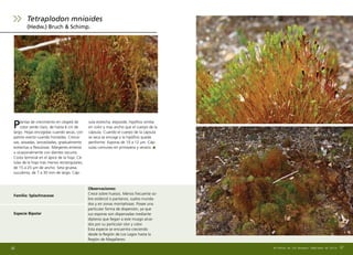Plantas de crecimiento en césped de
color verde claro, de hasta 6 cm de
largo. Hojas encogidas cuando secas, con
patrón erecto cuando húmedas. Cónca-
vas, aovadas, lanceoladas, gradualmente
estrechas a flexulosas. Márgenes enteros
u ocasionalmente con dientes oscuros.
Costa terminal en el ápice de la hoja. Cé-
lulas de la hoja más menos rectangulares,
de 15 a 25 µm de ancho. Seta gruesa,
suculenta, de 7 a 30 mm de largo. Cáp-
sula estrecha, elipsoide, hipófisis similar
en color y mas ancho que el cuerpo de la
cápsula. Cuando el cuerpo de la cápsula
se seca se encoge y la hipófisis queda
periforme. Esporas de 10 a 12 µm. Cáp-
sulas comunes en primavera y verano.
Familia: Splachnaceae
67
Observaciones:
Crece sobre huesos. Menos frecuente so-
bre estiércol o pantanos, suelos inunda-
dos y en zonas montañosas. Posee una
particular forma de dispersión, ya que
sus esporas son dispersadas mediante
dípteros que llegan a este musgo atrai-
dos por su particular olor y color.
Esta especie se encuentra creciendo
desde la Región de Los Lagos hasta la
Región de Magallanes.
Tetraplodon mnioides
(Hedw.) Bruch  Schimp.
66
Especie Bipolar
Briófitas de los Bosques Templados de Chile
 