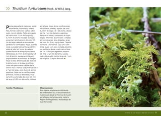 Plantas pequeñas a medianas, verde-
amarillentas, bipinadas y heteró-
filas; forman colchones sueltos sobre
suelo, roca o árboles. Tallos principales
de hasta unos 10 cm de longitud y
0,7 mm de ancho incluidas las hojas;
presentan ramificaciones de unos 0,5
cm de largo, además se encuentran
paráfilos no ramificados. Hojas, cuando
secas, curvadas hacia arriba y adentro
sobre el tallo, en forma de cadena;
poseen forma de triángulo equilátero
(deltoideas), 0,5 mm de longitud y 0,3
mm de ancho, escasamente largas y
angostamente acuminadas, el margen
foliar no está diferenciado del resto de
la estructura y en la base es reflexo,
costa sub–percurrente; células de la
lámina mas o menos isodiamétricas de 6
a 7 µm de largo, unos 6 µm de ancho,
papilosas. Hojas de las ramificaciones
primarias, ovadas a deltoideas, esca-
samente acuminadas de unos 0,4 mm
de largo y 0,25 mm de ancho, reflexas
69
en la base. Hojas de las ramificaciones
secundarias, ovadas, agudas, de unos
0,2 mm de largo y 0,1 de ancho, células
de 6 a 7 µm de diametro, papilosas.
Periquecio lateral, compuesto de hojas
largas, filiformes, acuminadas y ciliadas
en los márgenes. Seta delgada y larga
de unos 2 a 3 cm, roja y suave. Cápsula
inclinada a horizontal, cuya urna cilín-
drica, suave y un poco curvada presenta
un peristoma doble; cuyo interno lleva
de 2 a 3 cilios por segmento; esporas
de 10 a 12 µm de diametro, suaves;
opérculo picudo, corto a largo de 1 mm
de longitud. Caliptra desnuda.
Observaciones:
Esta especie ampliamente distribuida
en el Hemisferio Sur, la encontramos en
nuestro país desde la Provincia de Cautín
en la Región de la Araucanía, hasta la
Región de Magallanes y Archipiélago de
Juan Fernández.
Familia: Thuidiaceae
Thuidium furfurosum (Hook.  Wils.) Jaeg.
68 Briófitas de los Bosques Templados de Chile
 