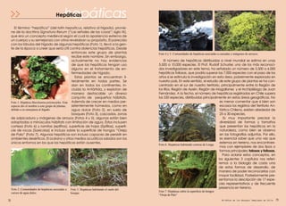 hepáticas
7978
Foto 2. Comunidades de hepáticas asociadas a
cursos de agua dulce.
Foto 3. Hepáticas habitando el suelo del
bosque.
Foto 4 y 5. Comunidades de hepáticas asociadas a cascadas y márgenes de arroyos.
Hepáticas
El término “hepática” (del latín hepaticus, relativo al hígado), provie-
ne de la doctrina Signatura Rerum (“Las señales de las cosas”; siglo IX),
que era un concepto medieval según el cual la apariencia externa de
un cuerpo y su semejanza con otros revelaban su propósito. El parecido
con los lóbulos del hígado de algunas hepáticas (Foto 1), llevó a la gen-
te de la época a creer que sería útil contra dolencias hepáticas. Desde
entonces este grupo de plantas
recibe este nombre. Sin embargo,
actualmente no hay evidencias
de que las hepáticas tengan uso
alguno en el tratamiento de en-
fermedades de hígado.
Estas plantas se encuentran li-
teralmente en todas partes. Se
dan en todos los continentes, in-
cluida la Antártida, y explotan de
manera destacable un diverso
conjunto de pequeños hábitats.
Además de crecer en medios per-
sistentemente húmedos, como en
agua dulce (Foto 2), en suelo de
bosques (Foto 3), cascadas, zonas
de salpicadura y márgenes de arroyos (Fotos 4 y 5), algunas están bien
adaptadas a minúsculos hábitats con limitación de agua. Éstos incluyen
corteza (Foto 6) y ramitas (epífitos), superficie de hojas (Epífilas), superfi-
cie de rocas (Saxícolas) e incluso sobre la superficie de hongos “Oreja
de Palo” (Foto 7). Algunas hepáticas son incluso capaces de persistir en
ambientes desérticos. El océano y otros medios acuáticos salados son los
únicos entornos en los que las hepáticas están ausentes.
El número de hepáticas distribuidas a nivel mundial se estima en unas
5.500 a 10.000 especies. El Prof. Rudolf Schuster, uno de los más reconoci-
dos investigadores en este tema, ha señalado un número de 5.500 a 6.000
hepáticas foliosas, que podría superar las 7.000 especies con el paso de los
años si se estimula la investigación en esta área, pobremente explorada en
nuestro país. En este sentido, el estudio de este grupo de plantas se ha con-
centrado en el sur de nuestro territorio, principalmente entre la Región de
los Ríos, Región de Aysén, Región de Magallanes y el Archipiélago de Juan
Fernández. A la fecha, el número de hepáticas registradas en Chile supera
las 550 especies, distribuidas principalmente en estas áreas geográficas. No
es menor comentar que si bien son
escasos los registros del Territorio An-
tártico Chileno, existen alrededor de
25 a 30 especies.
Es muy importante precisar la
diversidad de formas y tamaños
que presentan las hepáticas en la
naturaleza, como bien se observa
en las fotografías adjuntas. Por ello,
es esencial saber que una vez que
estemos en terreno, nos encontrare-
mos con ejemplares de dos tipos o
formas principales: talosas y foliosas.
Para aclarar estos conceptos, en
los siguientes 3 capítulos nos referi-
remos a la biología de cada una
de estas formas de desarrollo, de
manera de poder reconocerlas con
mayor facilidad. Posteriormente pre-
sentamos la descripción de 17 espe-
cies representativas y de frecuente
presencia en terreno.
Foto 1. Hepática Marchantia polymorpha. Esta
especie dio el nombre a este grupo de plantas,
debido a su semejanza al hígado.
Foto 7. Hepáticas sobre la superficie de hongos
“Oreja de Palo”
Foto 6. Hepáticas habitando corteza de Lenga.
Briófitas de los Bosques Templados de Chile
 
