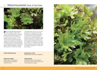 Plantas dendroides diferenciadas en
rizoma, estípite y fronde, erecta.
Porción rizomatosa violácea, con brotes
desprovistos de lámina; estípite de 4
a 12 mm de alo y 0,5 a 0,75 mm de
diámetro, cóncavo convexo, con un
haz de células de paredes engrosadas,
castañas, en el extremo con dos láminas
laterales insinuadas, luego ensanchadas
y ramificadas para formar la fronde verde
pálida, completa, flabelada, infundibu-
liforme de 8 a 15 mm de alto. Lámina
95
Familia: Pallaviciniaceae Distribución en Chile:
Desde la Región de los Ríos a Magallanes.
Singularidades:
Esta especie habita frecuentemente a
orillas de los arroyos, entre piedras, junto
a otras hepáticas y musgos.
Distribución Global:	
Región austral de Sudamérica,
Islas Kerguelen, Archipiélago
Tristán da Cunha.
ramificada hasta 5 veces a 3,5 a 4,5 mm
de distancia con ángulos de 45 a 60º;
bifurcaciones unidas hasta cierta distan-
cia, borde entero, ápice emarginado.
Lamina de 2 a 4 células de espesor, en la
porción media de 8 a 10 células. Cordón
de células esclerosadas constituidos por
8 a 10 células en el diámetro; en la base
de la fronde 2 a 4 cordones esclerosados.
Sobre la epidermis ventral y dorsal, sobre
la nervadura, papilas de 2 a 3 células de
alto. Dioicas.
Pallavicinia pisicolor (Hook. Et Tayl.) Steph
94 Briófitas de los Bosques Templados de Chile
 