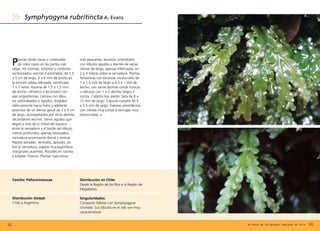 Plantas verde claras o coloreadas
de color rojizo en las partes más
viejas, los rizomas, estípites y cordones
esclerosados; erectas o postradas, de 1,5
a 5 cm de largo, 2 a 6 mm de ancho en
la porción talosa lobulada, ramificada
1 a 3 veces. Rizoma de 1,5 a 1,5 mm
de ancho, cilíndrico o biconvexo con
alas angostísimas. Lámina con lóbu-
los redondeados o agudos, dirigidos
oblicuamente hacia fuera y adelante
provistos de un diente apical de 1 a 3 cm
de largo, acompañados por otros dientes
secundarios vecinos. Senos agudos que
llegan a más de la mitad del espacio
entre la nervadura y el borde del lóbulo,
menos profundos, apenas insinuados;
nervadura prominente dorsal y ventral.
Papilas dorsales, ventrales, apicales, so-
bre la nervadura; papilas mucilaginíferas
marginales ausentes. Rizoides en rizoma
y estípite. Dioicas. Plantas masculinas
103
Familia: Pallaviciniaceae
más pequeñas, escamas anteridiales
con lóbulos agudos y dientes de varias
células de largo, apenas imbricadas, en
2 a 4 hileras sobre la nervadura. Plantas
femeninas con escamas involucrales de
1 a 1,5 mm de largo a 0,5 a 1 mm de
ancho, con varias lacinias cortas truncas
u obtusas con 1 a 2 dientes largos o
cortos. Caliptra lisa, parda. Seta de 8 a
12 mm de largo. Cápsula castaña de 5
a 5,5 mm de largo. Esporas amarillentas
con crestas muy cortas o verrugas muy
distanciadas.
Distribución en Chile:
Desde la Región de los Ríos a la Región de
Magallanes.
Singularidades:
Comparte hábitat con Symphyogyna
circinata. Sus lóbulos en el talo son muy
característicos.
Distribución Global:	
Chile y Argentina.
Symphyogyna rubritincta A. Evans
102 Briófitas de los Bosques Templados de Chile
 