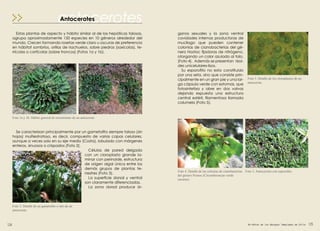 antocerotesAntocerotes
Estas plantas de aspecto y hábito similar al de las hepáticas talosas,
agrupa aproximadamente 150 especies en 10 géneros alrededor del
mundo. Crecen formando rosetas verde claro u oscuras de preferencia
en hábitat sombríos, orillas de riachuelos, sobre piedras (saxícolas), te-
rrícolas o cortícolas (sobre troncos) (Fotos 1a y 1b).
Foto 5. Antocerotes con esporofito.
ganos sexuales y la zona ventral
cavidades internas productoras de
mucílago que pueden contener
colonias de cianobacterias del gé-
nero Nostoc fijadoras de nitrógeno,
otorgando un color azulado al talo.
(Foto 4). Además se presentan rizoi-
des unicelulares-lisos.
Su esporofito no esta constituido
por una seta, sino que consiste prin-
cipalmente en un gran pie y una lar-
ga cápsula verde con estomas, que
fotosintetiza y abre en dos valvas
dejando expuesta una estructura
central estéril, filamentosa llamada
columela (Foto 5).
Foto 1a y 1b. Hábito general de crecimiento de un antocerote.
Se caracterizan principalmente por un gametofito siempre taloso (sin
hojas) multiestratoso, es decir, compuesto de varias capas celulares,
aunque a veces solo en su eje medio (Costa), lobulado con márgenes
enteros, sinuosos o crispados (Foto 2).
Células de pared delgada
con un cloroplasto grande la-
minar con perinoide, estructura
de origen algal única entre los
demás grupos de plantas te-
rrestres (Foto 3).
La superficie dorsal y ventral
son claramente diferenciadas.
La zona dorsal produce ór-
Foto 2. Detalle de un gametofito o talo de un
antocerote.
Foto 3. Detalle de los cloroplastos de un
antocerote.
Foto 4. Detalle de las colonias de cianobacterias
del género Nostoc (Circunferencias verde
oscuras).
125124 Briófitas de los Bosques Templados de Chile
 