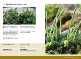 Planta monoica, pequeña, maciza.
Talo plano de 3 cm de largo, 8 mm
de ancho, con pocas ramificaciones
distanciadas y márgenes (bordes) vueltos
hacia arriba (involutos), ondulados (riza-
dos) y subdentados (levemente denta-
dos). Involucros (estructuras que rodean
la base de los esporofitos) solitarios,
5 mm de largo, atenuados (adelgaza-
dos) en la base. Esporofito de 4 cm de
longitud, delgado. Eláteres muy largos,
129
Familia: Anthocerotaceae Distribución en Chile:
Desde la Región de los Ríos a la Región de
Magallanes.
Singularidades:
Nombre relacionado con los esporofitos
largos. Habita en arroyos y zonas muy
húmedas sobre rocas y suelo.
Distribución Global:
Chile y Argentina austral.
amarillentos, fuertemente retorcidos.
Esporas amarillentas, 36 μm de diámetro,
verrucosas (cubiertas con prominencias
con aspecto de verruga). Androecios
numerosos en el ápice de las frondas,
situados en cavidades.
Megaceros fuegiensis Steph.
128 Briófitas de los Bosques Templados de Chile
 