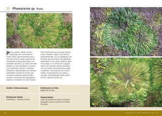 Plantas talosas, sólidas, pluries-
tratificadas con crecimiento en
roseta. Tallos superficialmente lisos o
con excrecencias. Existen colonias de
cianobacterias del género Nostoc en
cavidades ventrales. Las células del tallo
exhiben un solo cloroplasto, conspicuo
y con pirenoide. Dioicas o monoicas.
Androecios representados por cámaras
anteridiales inmersas en el talo, que
contienen anteridios pedunculados.
Ginoecio constituido por arquegonios
dispersos, hundidos en el talo. Esporo-
Familia: Anthocerotaceae Distribución en Chile:
Región de los Ríos.
Singularidades:
Crece de preferencia sobre murallones
expuestos, junto a caminos o en sitios
húmedos.
Distribución Global:	
Sudamérica – América Central.
fitos constituidos por una larga cápsula
verde, cilíndrica, frágil o muy robusta,
pluriestratificada, con una epidermis con
estomas, de crecimiento casi indefinido,
abriéndose en dos valvas, desde el ápice
hacia abajo. En el centro de la cápsula
existe una columela. Esporas amarillas,
con cara distal, finamente vermiculada
o espinosa. Cara proximal con cicatriz
trilete y ornamentación con cresta o
verrugas. Pseudoeláteres pardo–amari-
llentos. Esporas amarillas.
Phaeoceros sp. Prosk.
131130 Briófitas de los Bosques Templados de Chile
 