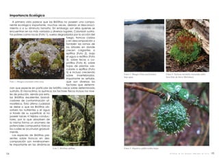 Importancia Ecológica
A primera vista parece que las Briófitas no poseen una compo-
nente ecológica importante, muchas veces, debido al desconoci-
miento o a su diminuto tamaño. Sin embargo son ellas quienes se
encuentran en los más variados y diversos lugares. Colonizan sustra-
tos pobres como rocas (Foto 1), suelos degradados por la acción del
fuego, troncos caidos
y en descomposición y
también las ramas de
los árboles en donde
crecen colgantes o
epífitos (Foto 2), bajo
el agua o reófilos (Foto
3), sobre fecas o co-
prófilos (Foto 4), sobre
hojas de plantas vas-
culares o epífilos (Foto
5) e incluso creciendo
sobre invertebrados.
Importante es señalar,
que son diversos los
factores que determi-
nan que especie en particular de briófita crece sobre determinado
sustrato. El microclima, la química, los factores físicos incluso los nive-
les de polución, siendo por esto,
las Briófitas excelentes bioindi-
cadores de contaminación at-
mosférica. Esta última cualidad
se debe a que las Briófitas ab-
sorben los nutrientes y el agua
a través de su superficie al no
poseer raices ni tejidos conduc-
tores, por lo que absorben de
la misma forma un sinúmero de
potenciales compuestos tóxicos
los cuales se acumulan gradual-
mente.
Las especies de Briófitas pre-
sentes sobre troncos en des-
composición son inménsamen-
te importante en las dinámicas
135134
Fotos 5. Hepática epífila (sobre hoja).
Foto 1. Musgos creciendo sobre roca.
Foto 2. Briófitas epífitas.
Fotos 3. Musgo (Vittia pachyloma)
bajo agua.
Fotos 4. Tayloria mirabilis creciendo sobre
feca (foto de Steve McGehee).
Briófitas de los Bosques Templados de Chile
 