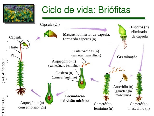Briofitas e pteridófitas