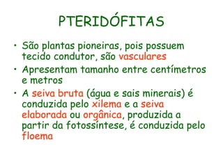 PTERIDÓFITAS
• São plantas pioneiras, pois possuem
tecido condutor, são vasculares
• Apresentam tamanho entre centímetros
e metros
• A seiva bruta (água e sais minerais) é
conduzida pelo xilema e a seiva
elaborada ou orgânica, produzida a
partir da fotossíntese, é conduzida pelo
floema

 