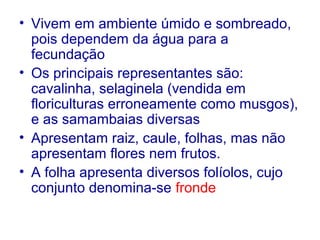 • Vivem em ambiente úmido e sombreado,
pois dependem da água para a
fecundação
• Os principais representantes são:
cavalinha, selaginela (vendida em
floriculturas erroneamente como musgos),
e as samambaias diversas
• Apresentam raiz, caule, folhas, mas não
apresentam flores nem frutos.
• A folha apresenta diversos folíolos, cujo
conjunto denomina-se fronde

 