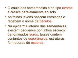 • O caule das samambaias é do tipo rizoma
e cresce paralelamente ao solo
• As folhas jovens nascem enroladas e
recebem o nome de báculos
• Na epiderme inferior das samambaias,
existem pequenos pontinhos escuros
denominados soros. Esses contém
conjuntos de esporângios, estruturas
formadoras de esporos.

 