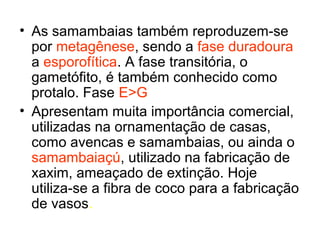 • As samambaias também reproduzem-se
por metagênese, sendo a fase duradoura
a esporofítica. A fase transitória, o
gametófito, é também conhecido como
protalo. Fase E>G
• Apresentam muita importância comercial,
utilizadas na ornamentação de casas,
como avencas e samambaias, ou ainda o
samambaiaçú, utilizado na fabricação de
xaxim, ameaçado de extinção. Hoje
utiliza-se a fibra de coco para a fabricação
de vasos.

 