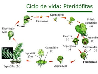 Ciclo de vida: Pteridófitas
Germinação
Prótalo
gametófito
(n)

Esporo (n)
Esporângio
(2n)

Meiose

Oosfera
(n)

Esporófito
(2n)

Gametófito
(n)

Arquegônio
(n)

Anterídio
(n)
Anterozóides
(n)

Fecundação
Esporófito (2n)

Zigoto (2n)

 