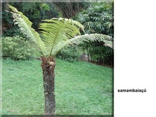 samambaiaçú

 