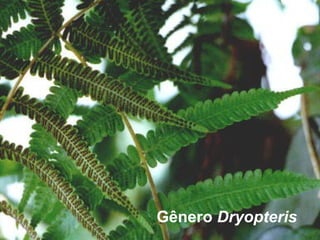 Gênero Dryopteris

 